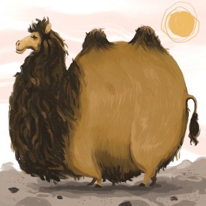 A chonky camel standing in the desert under a sun.