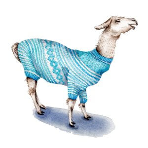A white llama wearing a white and blue body sweater.