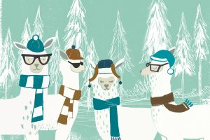 Four llamas wearing various winter hats, glasses, and scarfs with white evergreen trees in the background.