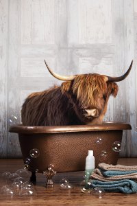 A brown highland cow sitting in a bathtub with bubbles floating