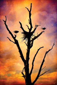 Birds in tree with nest in front of orange clouds