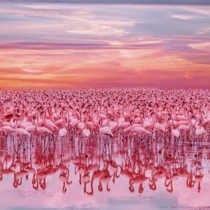 Group of flamingos under pink and orange sky