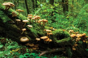 Mushrooms growing in forest