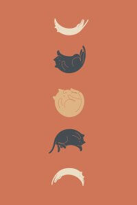 Five cats posing in the different phases of the moon