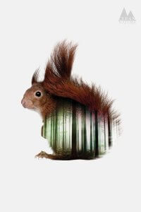 A squirrel with an image of a forest on its body