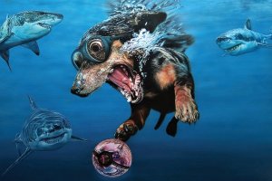 Dachshund wearing goggles diving underwater surrounded by sharks