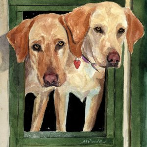 Two yellow labs sticking their heads out of a green window