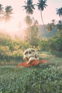 A crab walking in the grass with a skull on its back