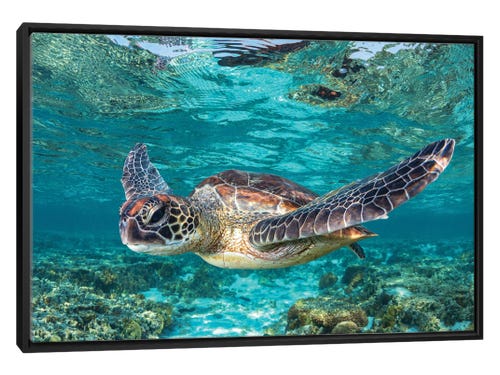 jordan robins photography - turtle underwater