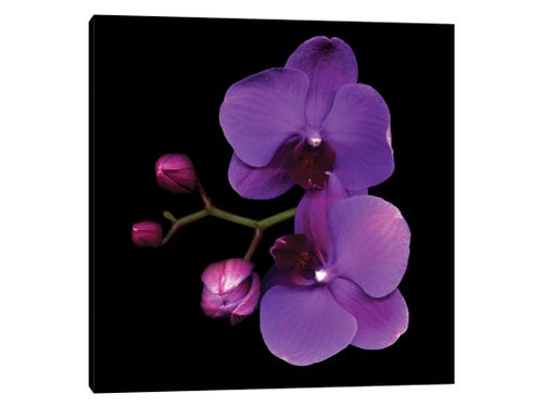 magda indigo photograph - purple flowers