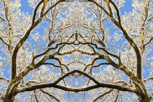 snow covered tree tops