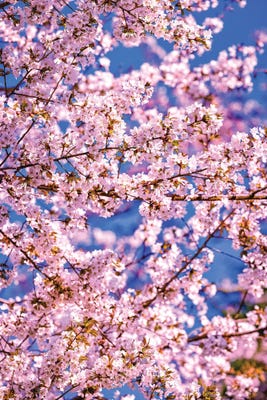 pink cherry blossom flowers