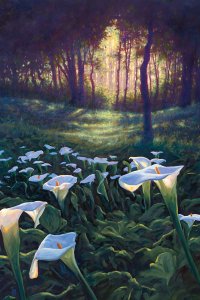 calla lillies in the foreground with a sunlit forest in the background