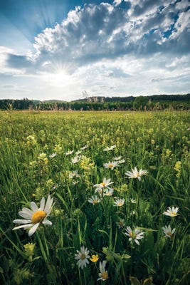wildflower field