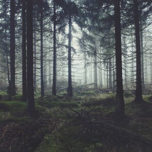 misty forest full of trees