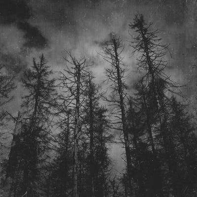 bare trees in black cloudy sky