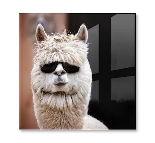 Portrait of alpaca wearing sunglasses