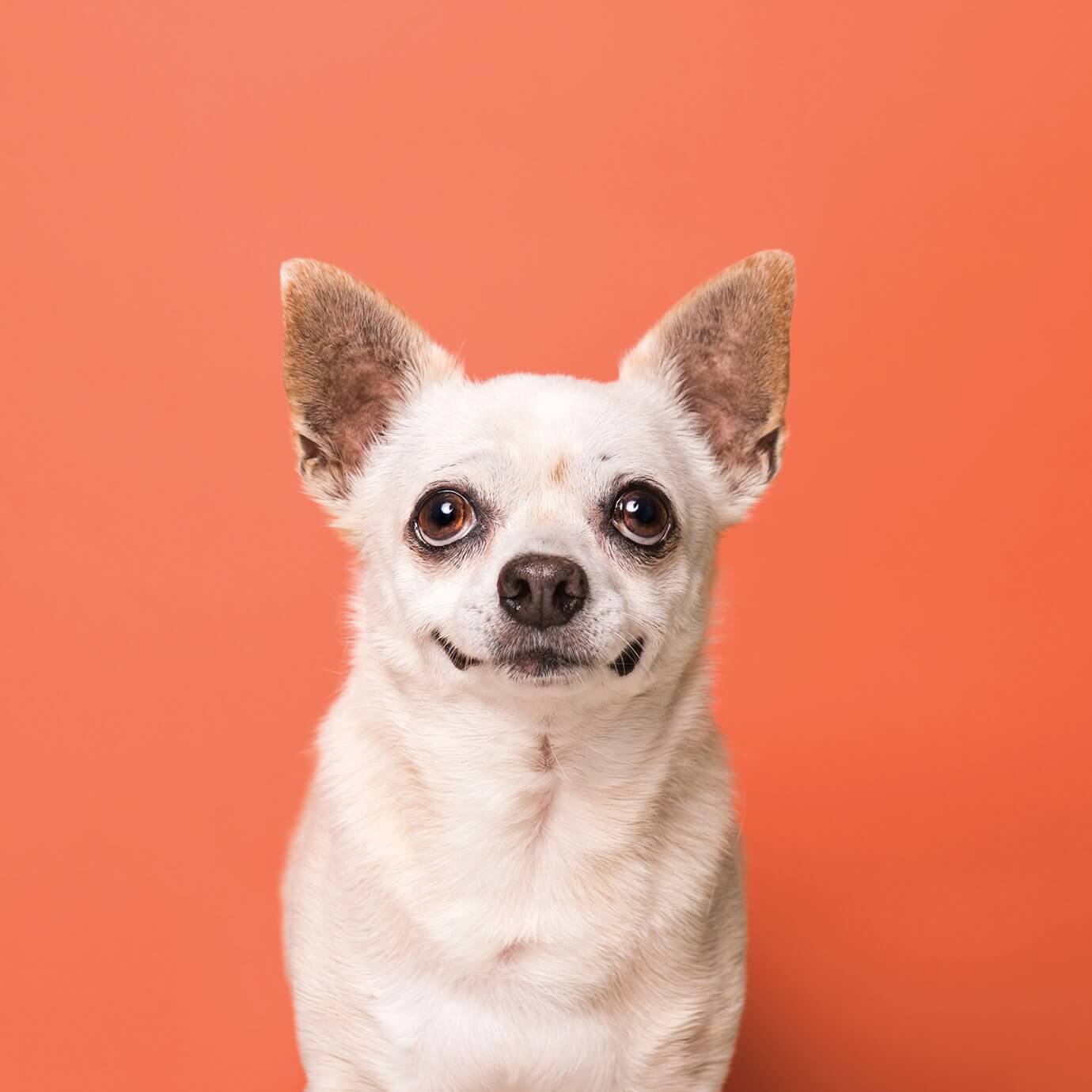 chihuahua portrait against orange background