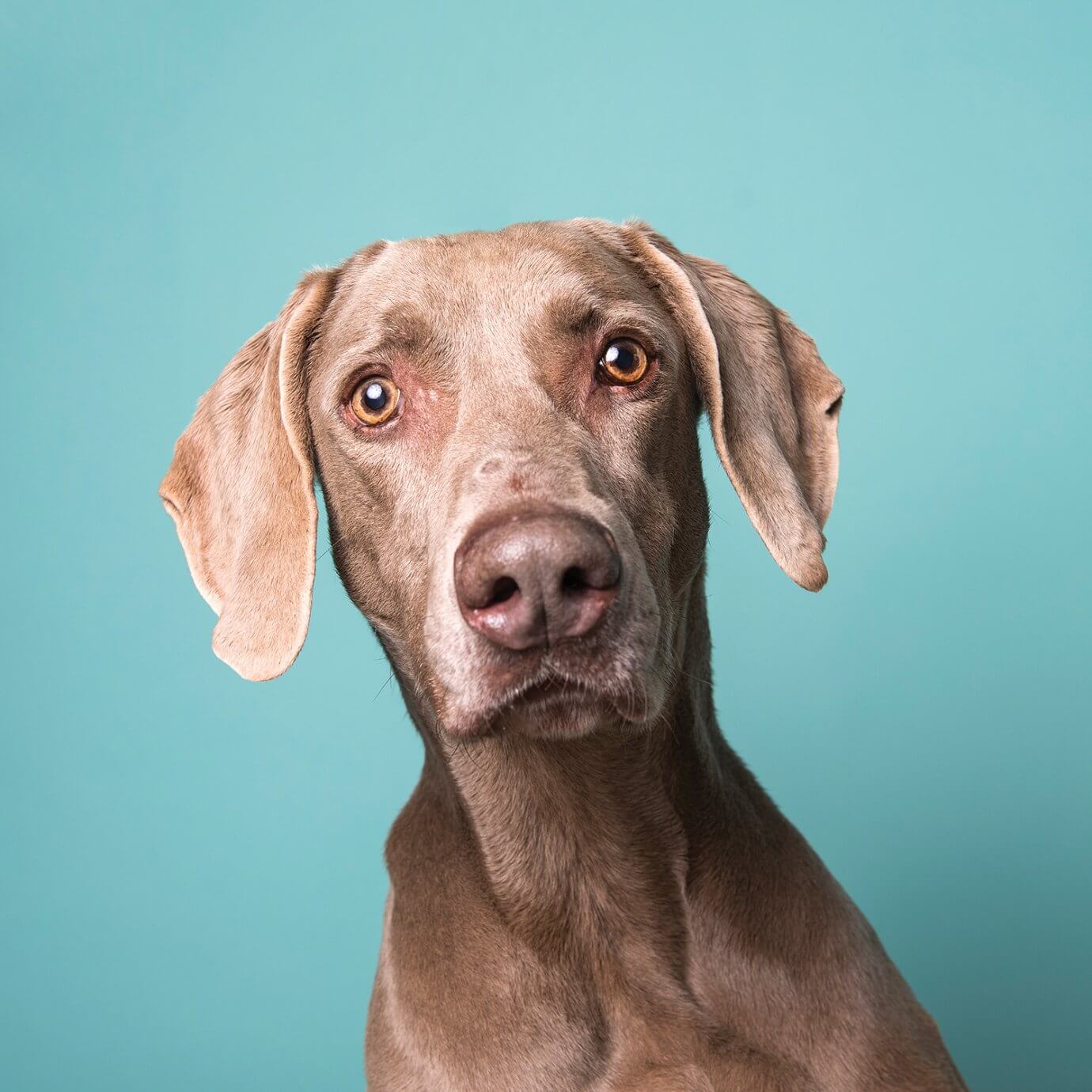 dog portrait against blue background