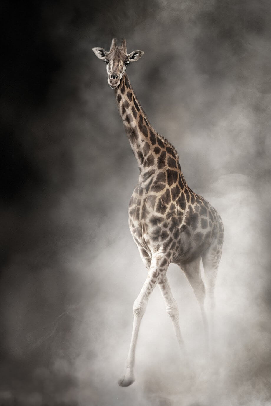 giraffe with dramatic smoke surrounding it