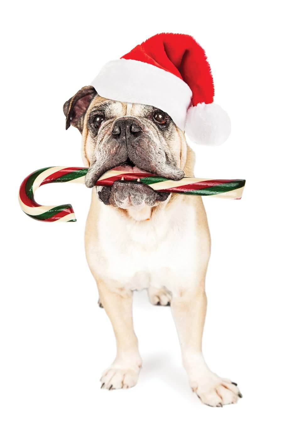 Funny photo of an English Bulldog wearing a Christmas santa hat holding a candy cane in is mouth