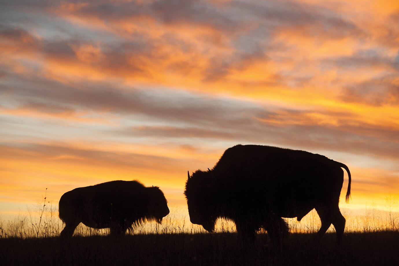 A silhouette of a two bison at sunset near Valentine, Nebraska.