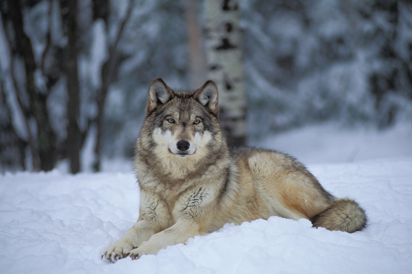 Captive gray wolf at the International Wolf Center in Ely, Minnesota.