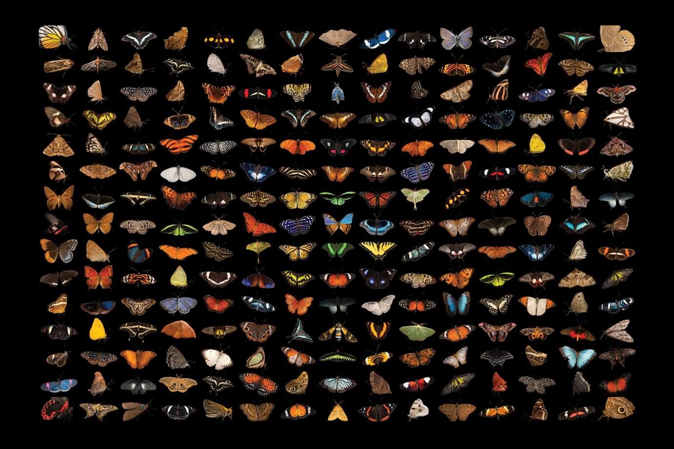 A composite of 225 butterfly and moth species.