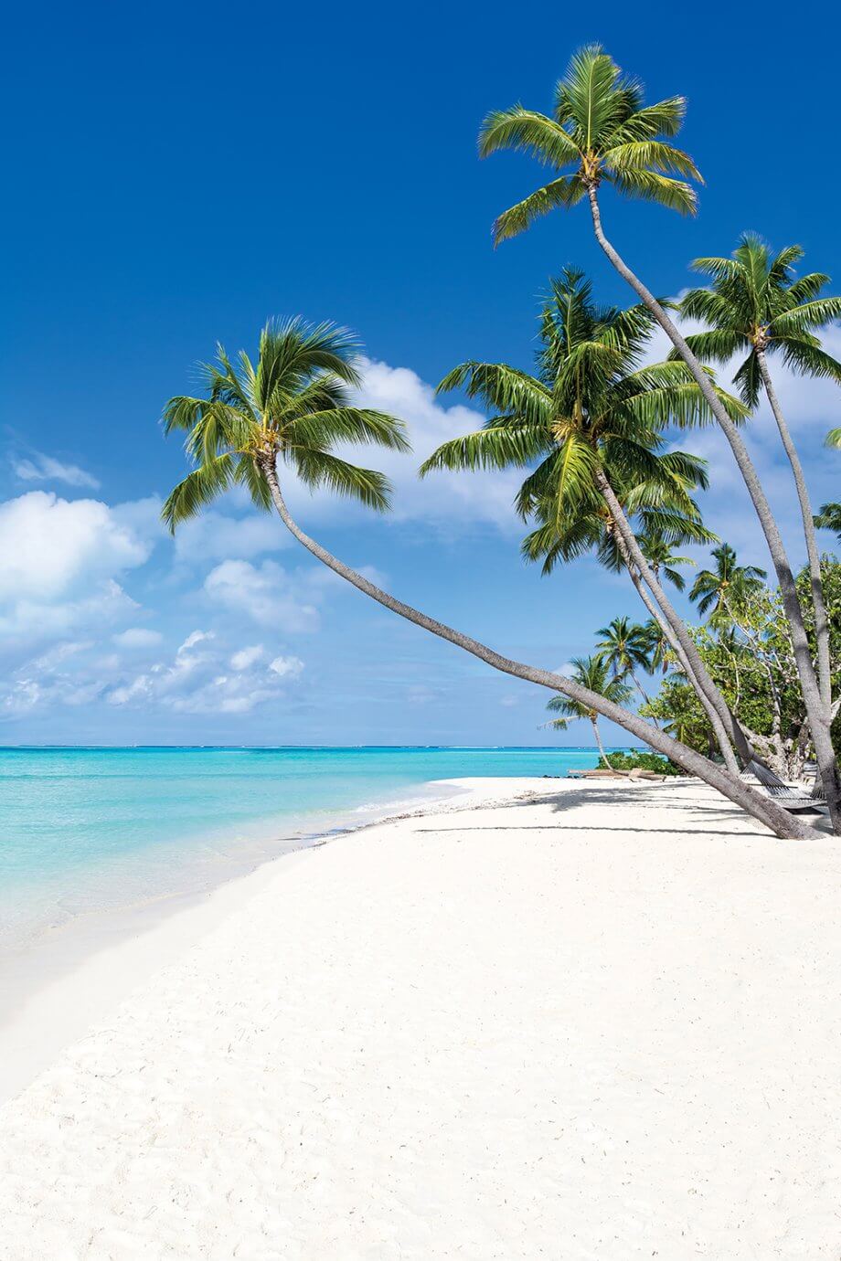 beach with palm trees