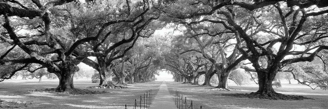black and white trees with a path