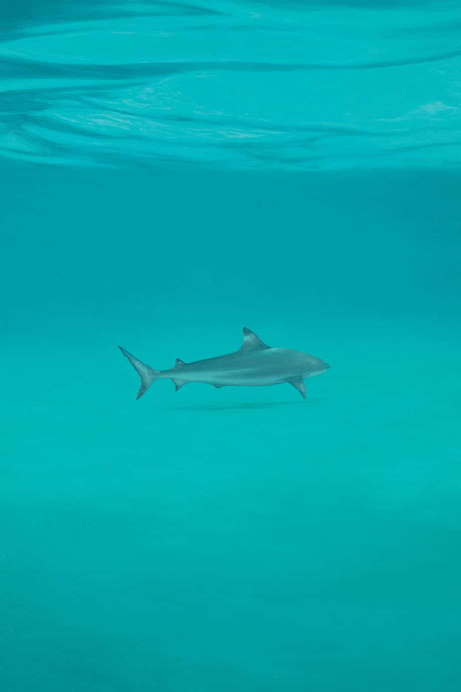 shark underwater