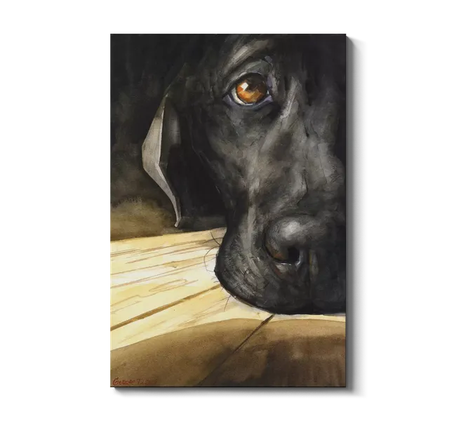 closeup portrait of black labrador