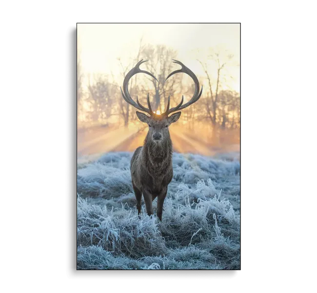deer with heart shaped antlers standing in snowy grass